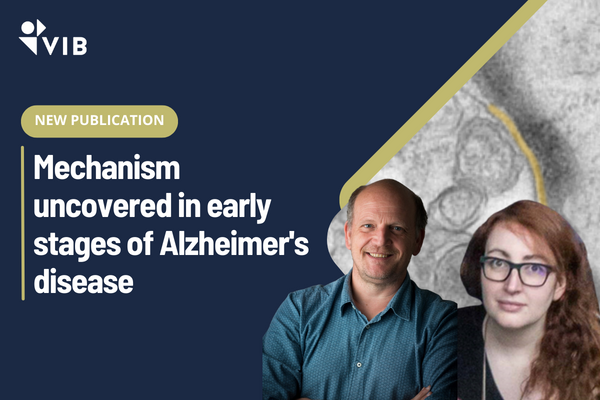 Excited to share the latest publication from Wim Annaert's lab (@CBD_VIB) revealing a mechanism in early Alzheimer's. It's a crucial step forward, suggesting that targeting APP-CTF buildup might lead to more effective Alzheimer's treatments. 🧠💡 vibbio.tech/3xMsI0I