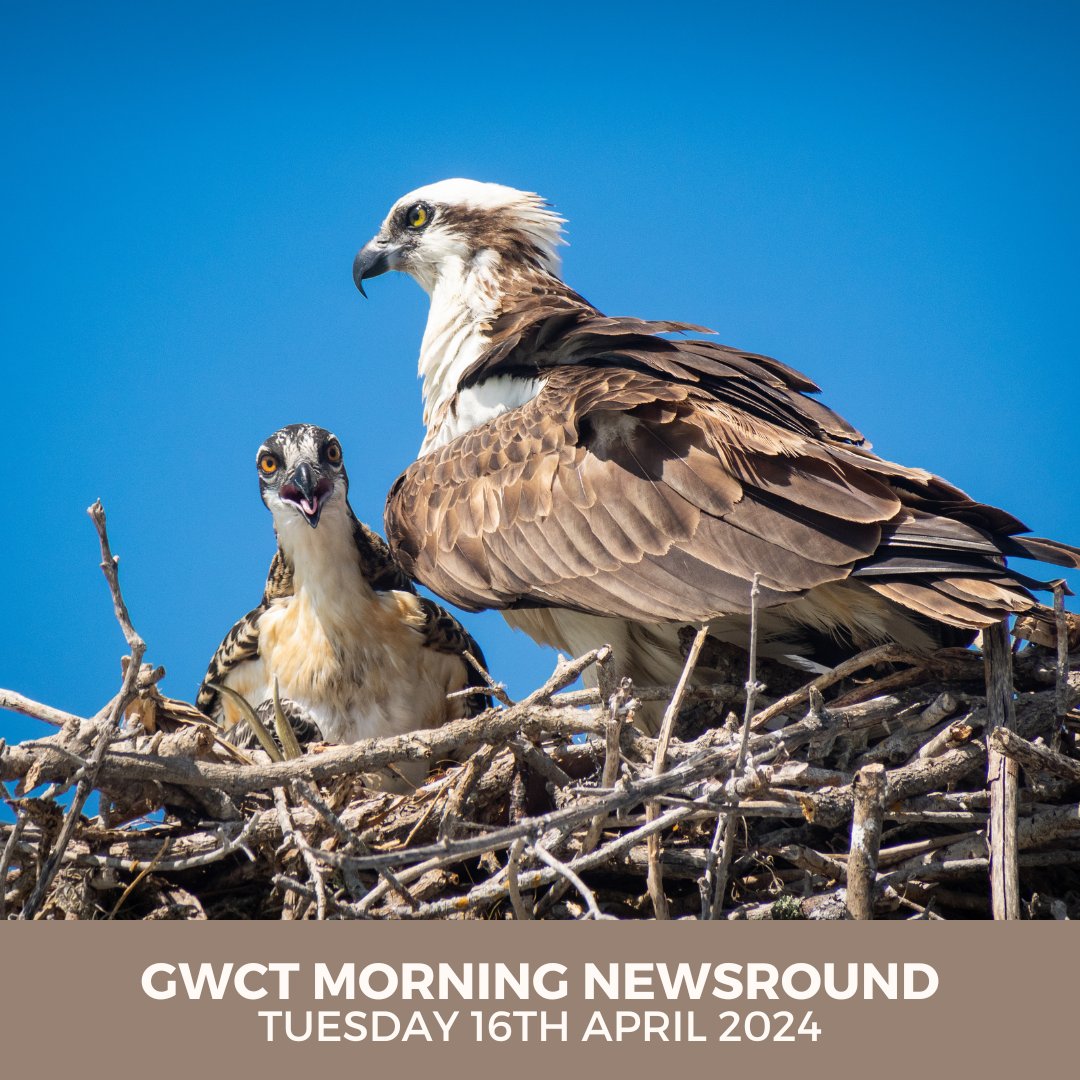 In today's #GWCT Morning Newsround: 🪺 South Coast Osprey pair lay egg 📽️ The Last Keeper - Film Screening in London 🐱 Scottish wildcat population could get a Spanish boost Check out these stories and more in the Morning Briefing 👇🏼 mailchi.mp/gwct.org.uk/mo…