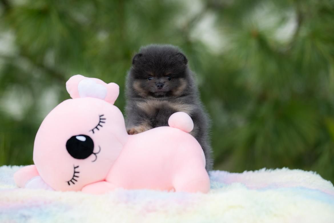 pomqueens's tweet photo. 🔵Dit is Barni. Een ontdekkend, speels en aanhankelijk mannetje.
-
-
#pomeranian #pom #puppy #beertje #teddy #pup #puppylove #cutedogs #goodnight #puppyoftheday #pic #picoftheday #fyp #photoshoot #love #puppy #puppies #puppyoftheday #pomeranians #pomeranianpuppy #pomeranianworld https://t.co/CcmZAWzEM1