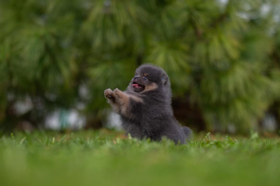 pomqueens's tweet photo. 🔵Dit is Barni. Een ontdekkend, speels en aanhankelijk mannetje.
-
-
#pomeranian #pom #puppy #beertje #teddy #pup #puppylove #cutedogs #goodnight #puppyoftheday #pic #picoftheday #fyp #photoshoot #love #puppy #puppies #puppyoftheday #pomeranians #pomeranianpuppy #pomeranianworld https://t.co/CcmZAWzEM1