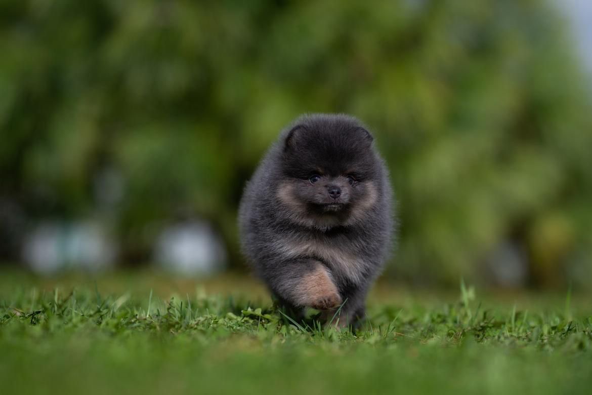 pomqueens's tweet photo. 🔵Dit is Barni. Een ontdekkend, speels en aanhankelijk mannetje.
-
-
#pomeranian #pom #puppy #beertje #teddy #pup #puppylove #cutedogs #goodnight #puppyoftheday #pic #picoftheday #fyp #photoshoot #love #puppy #puppies #puppyoftheday #pomeranians #pomeranianpuppy #pomeranianworld https://t.co/CcmZAWzEM1