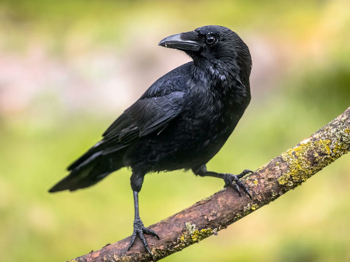 In Cumbrian dialect, 'corby' is carrion crow Crow is a keeper of secrets, a bird of magic, able to shape-shift into human or animal form #folklore #crows #magic #cumbria