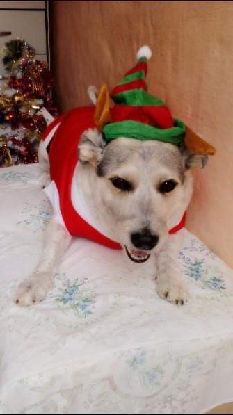 legit_boss749's tweet image. My furbaby zaq is my bestie,always matching my craziness his excitement when I'm home after work,he sleeps by me,he knows when I'm sad he wil be trying to play tricks on me,his love is pure,I have never had a more loyal friend #Nexgard
#GuardiansOfLove
#ExpressoShow
@expressoshow