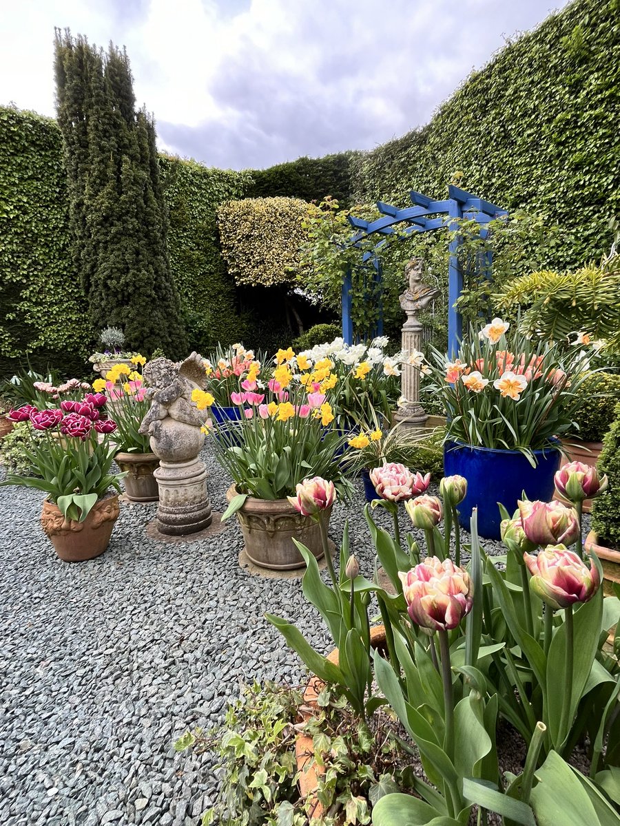 Good morning ever. It’s breezy but dry here after plenty of overnight rain. Today will include waxing of newly painted furniture as our guest bedroom redecoration continues. Wishing you all the best day possible. Pics show the peak of my bulb displays. #gardening