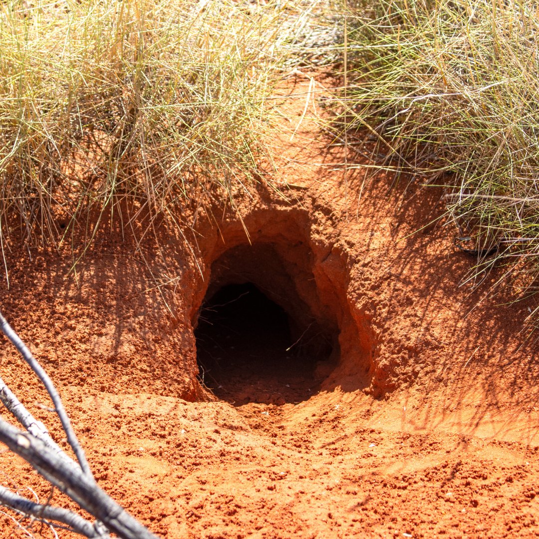 While surveying burnt Country, #KJMartuRangers found abandoned #GreaterBilby burrows now home to #Goannas. Even more exciting, they found fresh burrows, young bilby tracks, and signs of grub-hunting! #CaringForCountry #GreaterBilbyConservation