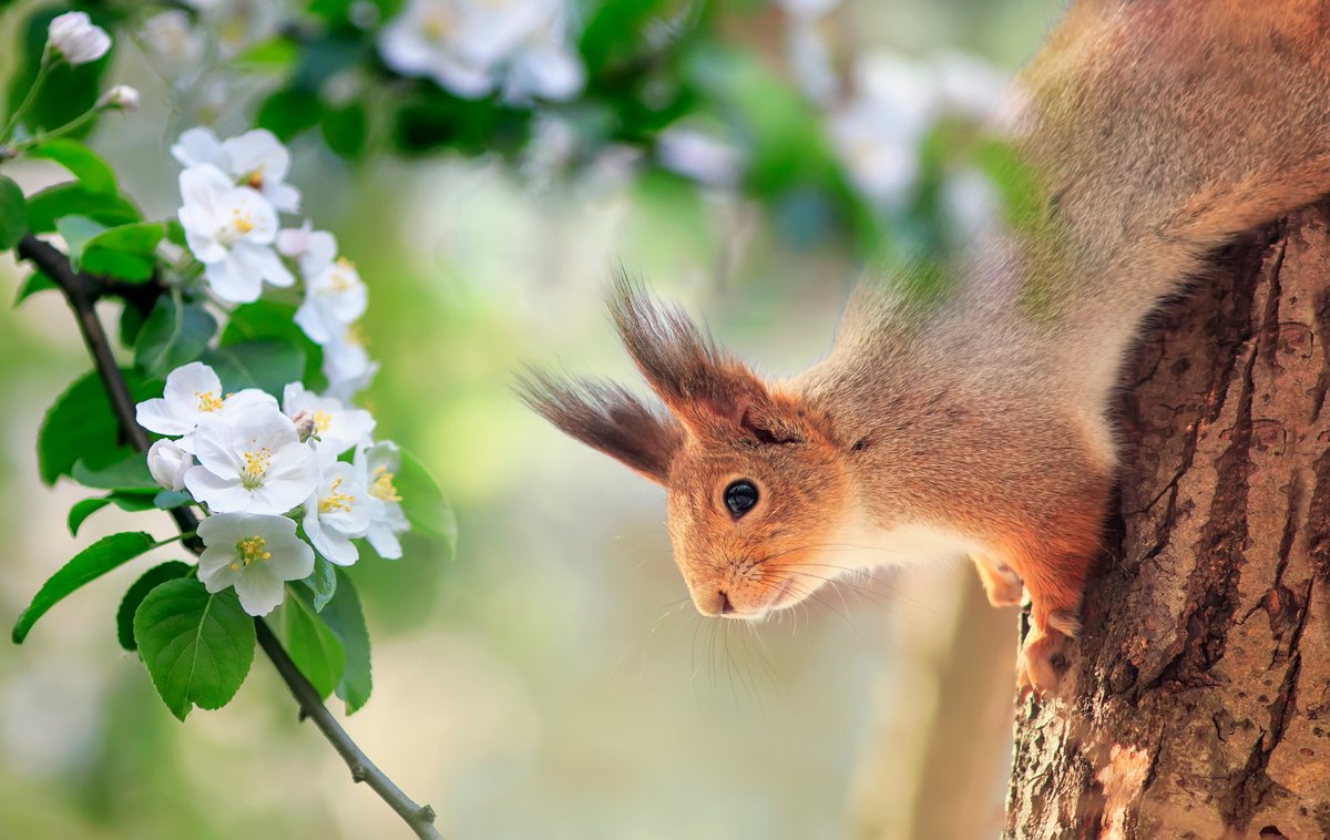 Join our #Invasivespecies Week webinar on 21 May. Hear how @ScotSquirrels grey squirrel eradication in #Aberdeen is enabling #Scotland's #redsquirrels to return to the city. Find out about progress to date & challenges ahead. #INNSWeek Register here: us02web.zoom.us/webinar/regist…