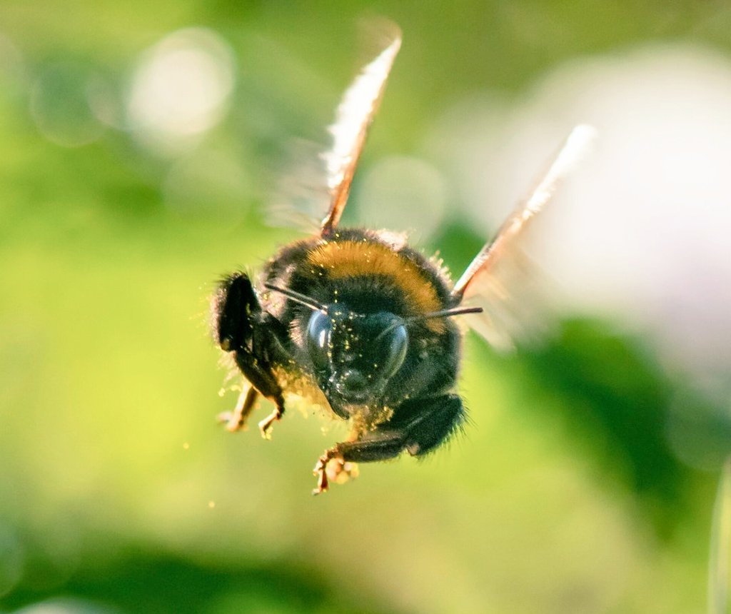 In Cumbrian dialect, 'bummel' is bee in Druidry, there is the secret knowledge of the bee: that in dreams or while in trance, a person’s soul leaves their body in the form of a bee #bees #dreams #wisdom #druids 📷 Pieter Haringsma