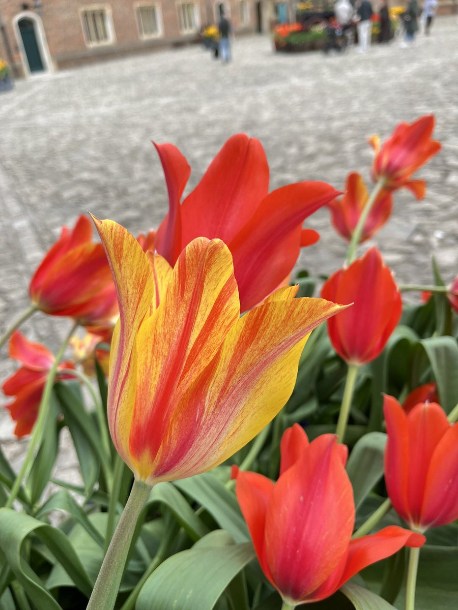 Hampton Court is looking particularly glorious at the moment, thanks to the annual Tulip Festival 🌷 😍@HRP_palaces