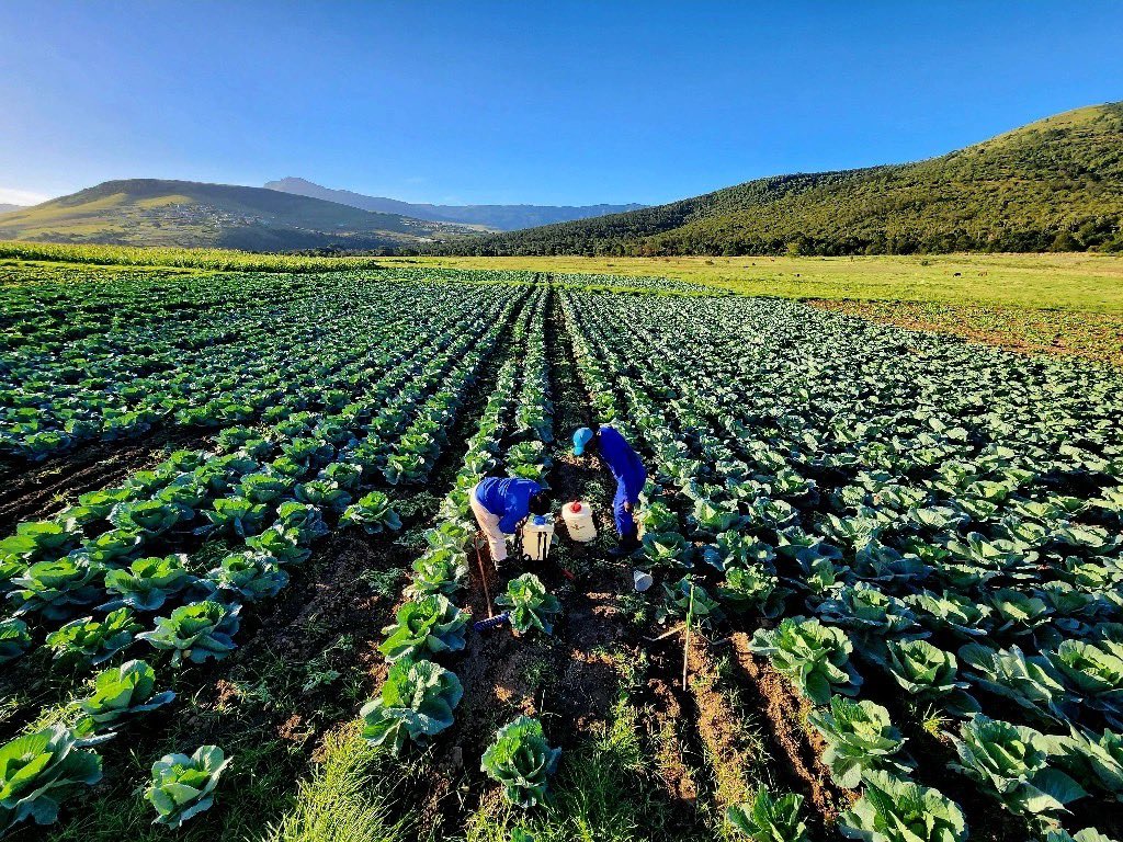 My name is Thulani Magda, I'm a #farmer from Keiskammahoek, EC. I'm also the founder of Juta Agritech, a #farming #business on 20ha land. I started in 2022, growing #vegetables & field crops. I'm also licensing for drone technology to use #drones in the #farm. 📞0827884655
#crops