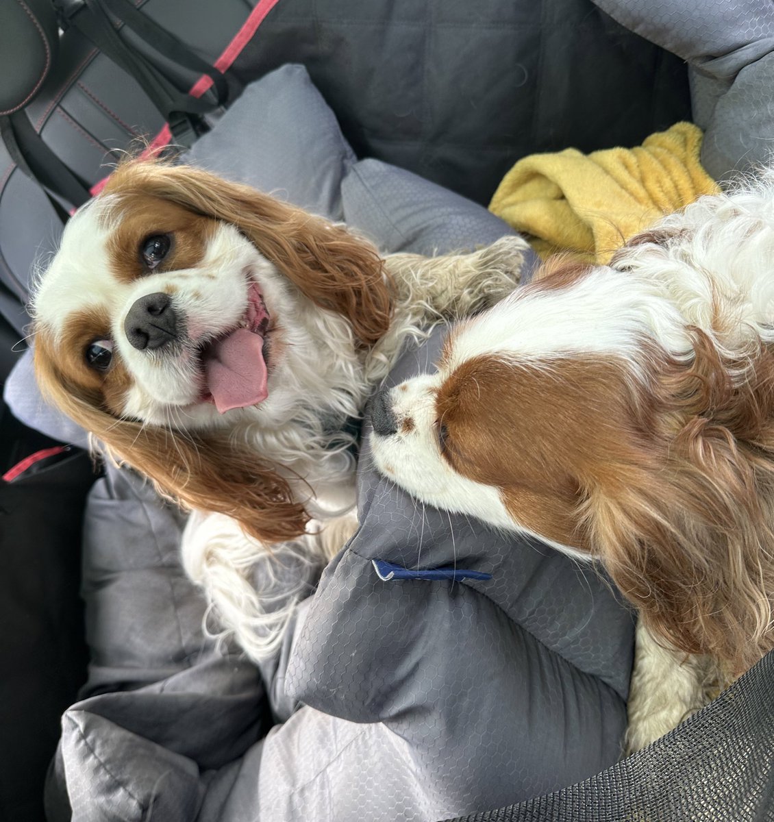 It’s been a while since we posted a #tongueouttuesday 👅 but this post walkies one makes Mum smile. Alfie thinks his car seat is to far from me so he likes to put his head on mine to be close 🐶🐶 #DogsofX #cavpack #brothers