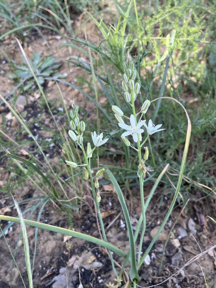 #Loncomelos narbonense, a common #geophyte accros the Mediterranean, usually found in fields and dry places.