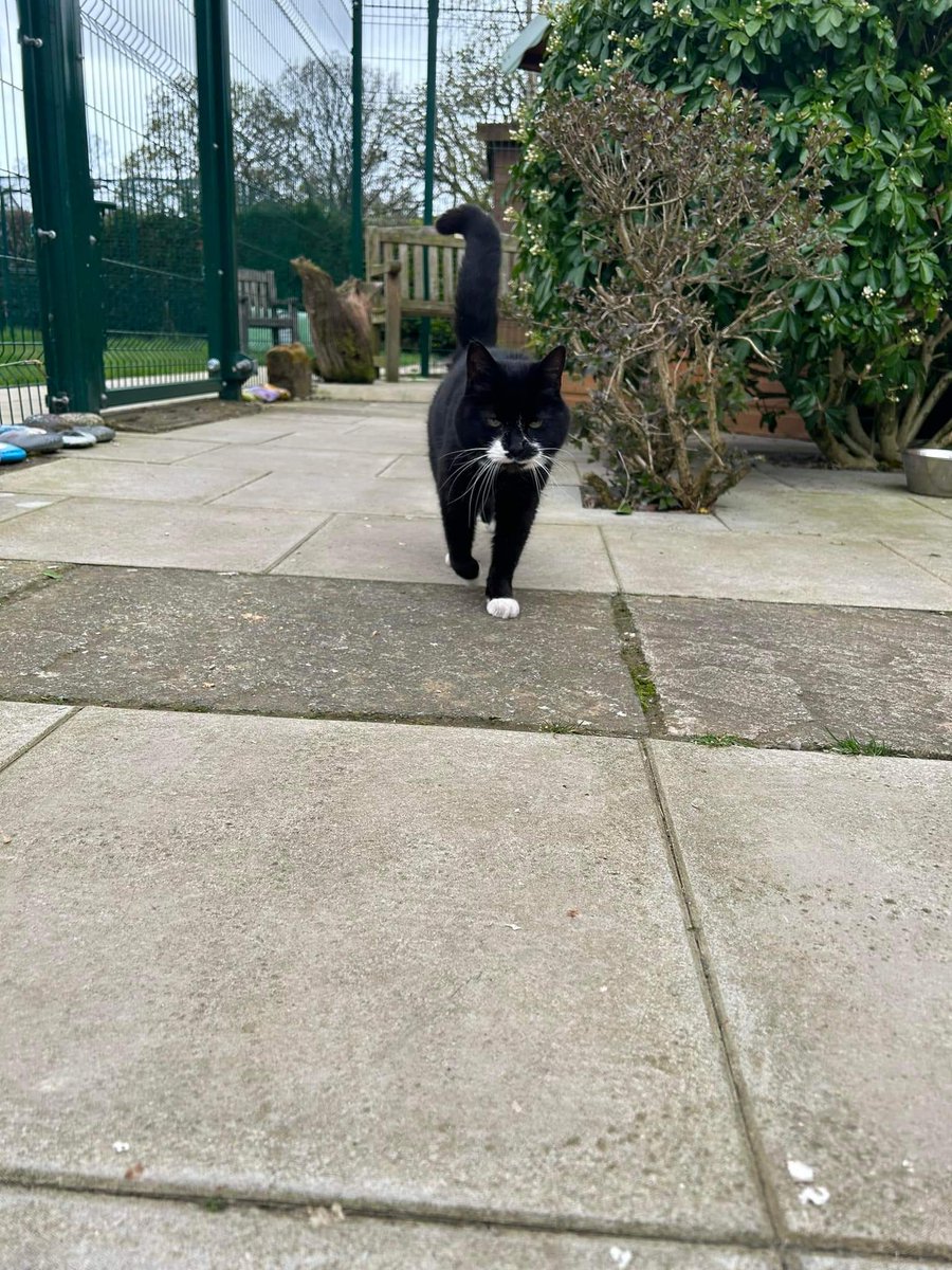 #GivingTuesday ~ Nebs is having a bimble round the village. It's good to walk round now the paving has been completed. The village can be #sponsored for £60 pa for info contact Sam sponsorship@shropshirecatrescue.org.uk or visit shropshirecatrescue.org.uk/sponsor-a-cat #inthecompanyofcats #cats