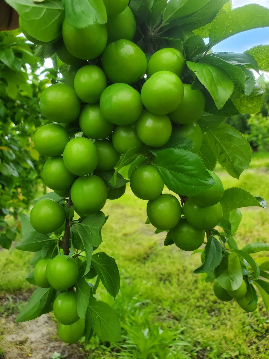 CMCFarms's tweet photo. Jenerik, shlor, gojeh sabz. What do you call it?

#jenerik #shlor #gojehsabz #jarareng #sourplums #greenplums https://t.co/0b5f9si9o5