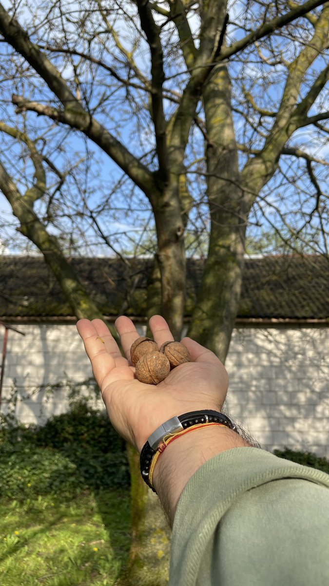 Saw a walnut tree for the first time. Walnuts hold significant value in the #KashmiriPandit culture and symbolize the importance of wisdom and awareness. 🕉️🙏 #India #Kashmiri #Hindu #Kashmirihindus
