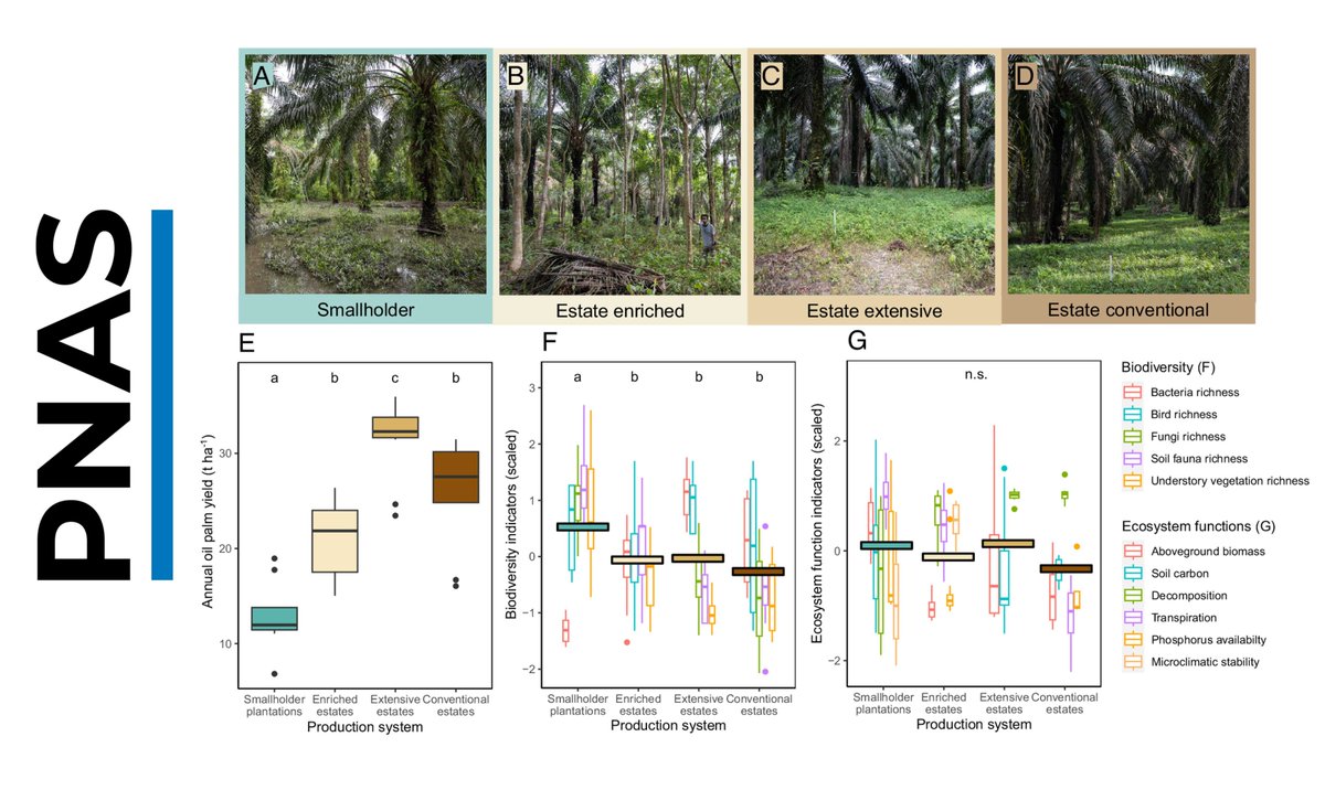 📢 publication alert New @PNASNews paper in Agricultural Sciences led by @ArneWenzel2 on 'Balancing economic and ecological functions in smallholder and industrial oil palm plantations' Check it out: doi.org/10.1073/pnas.2… @uniGoettingen @goe_agrar