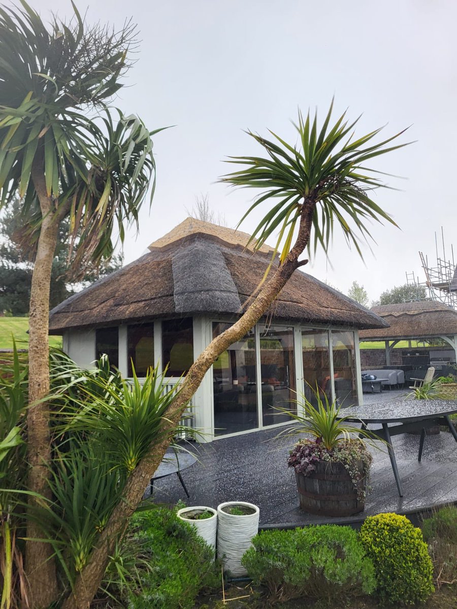 Don’t be fooled by the tropical ambience. This is #NorthWales during a hail shower..We’ve re-ridged this summerhouse which we thatched over a decade ago.The one in the background we thatched a couple of years ago. #Thatching.