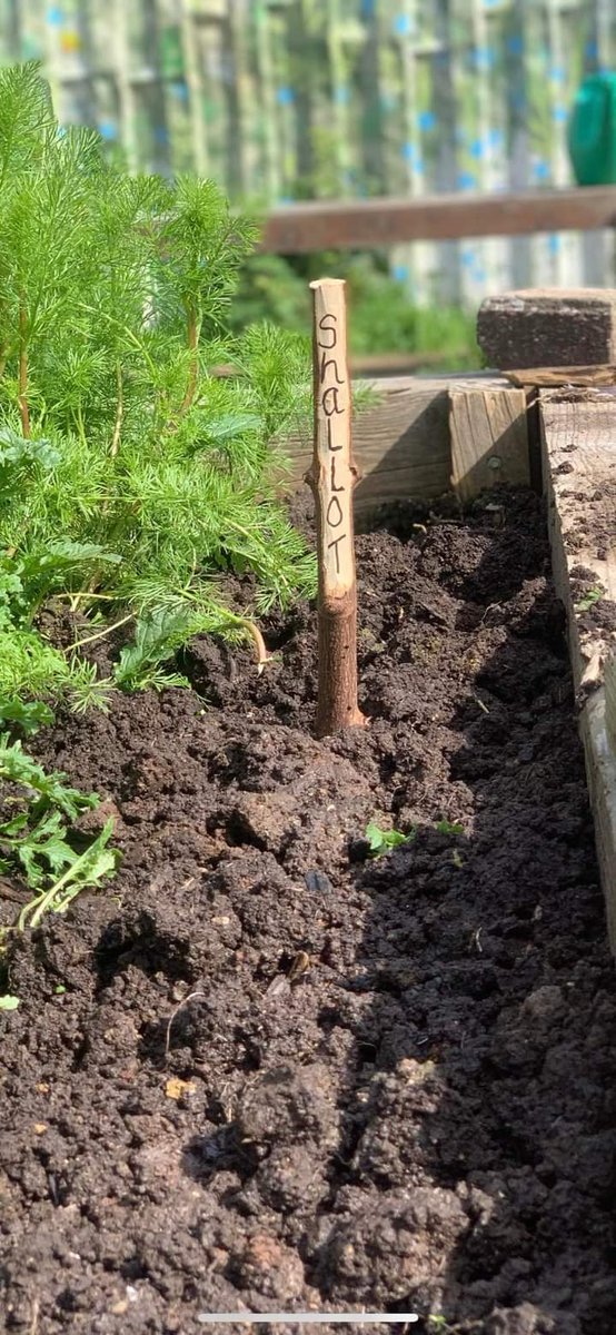They've been busy bees at the Buzz Community Garden in Lockleaze planting veg, making labels sowing more wild flowers and catching spring rays. 🪴☀️

Next sessions Wed 17 April 10-12pm &amp; Sat 20th April 10-12pm.
All abilities welcome 😊 <a href="/LockleazeHub/">The Hub</a> <a href="/EdibleBristol/">IncrEdibleBristol</a>