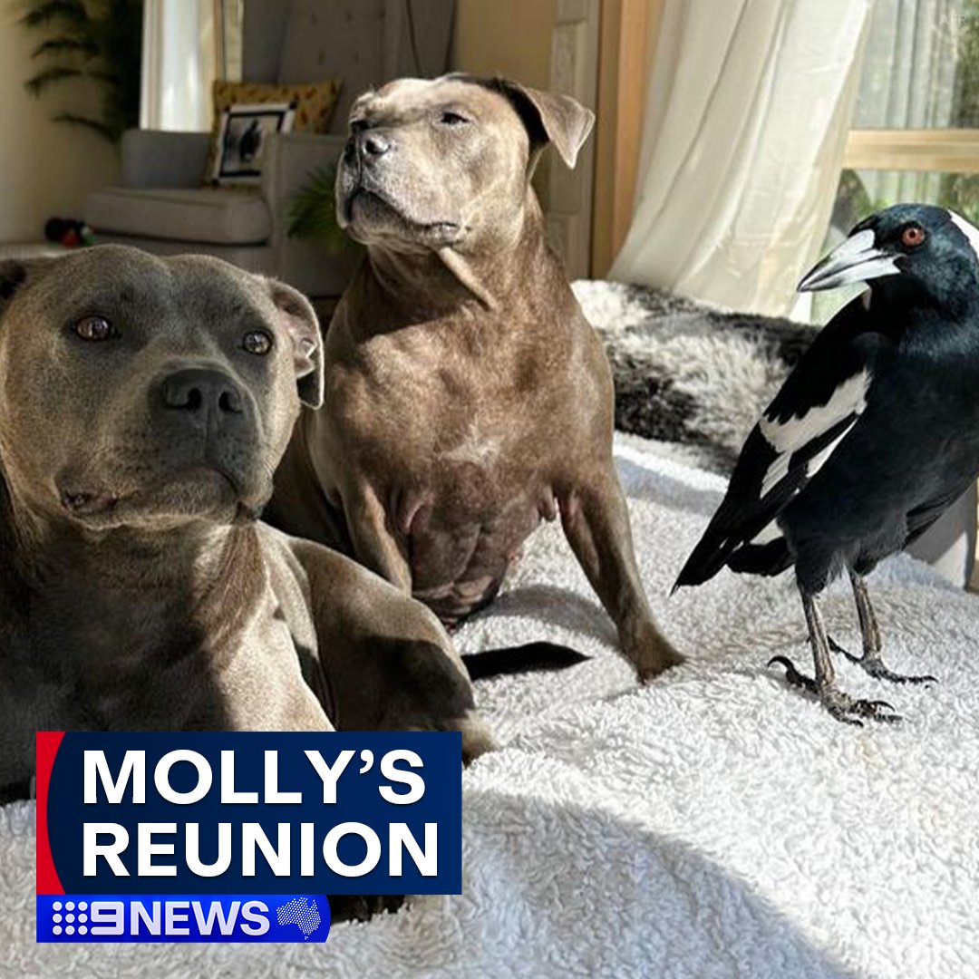 'Together again.' 💗 Insta-famous Molly the Magpie is settling back in with his puppy pal Peggy and carers. #9nEWS MORE HERE: nine.social/EIt