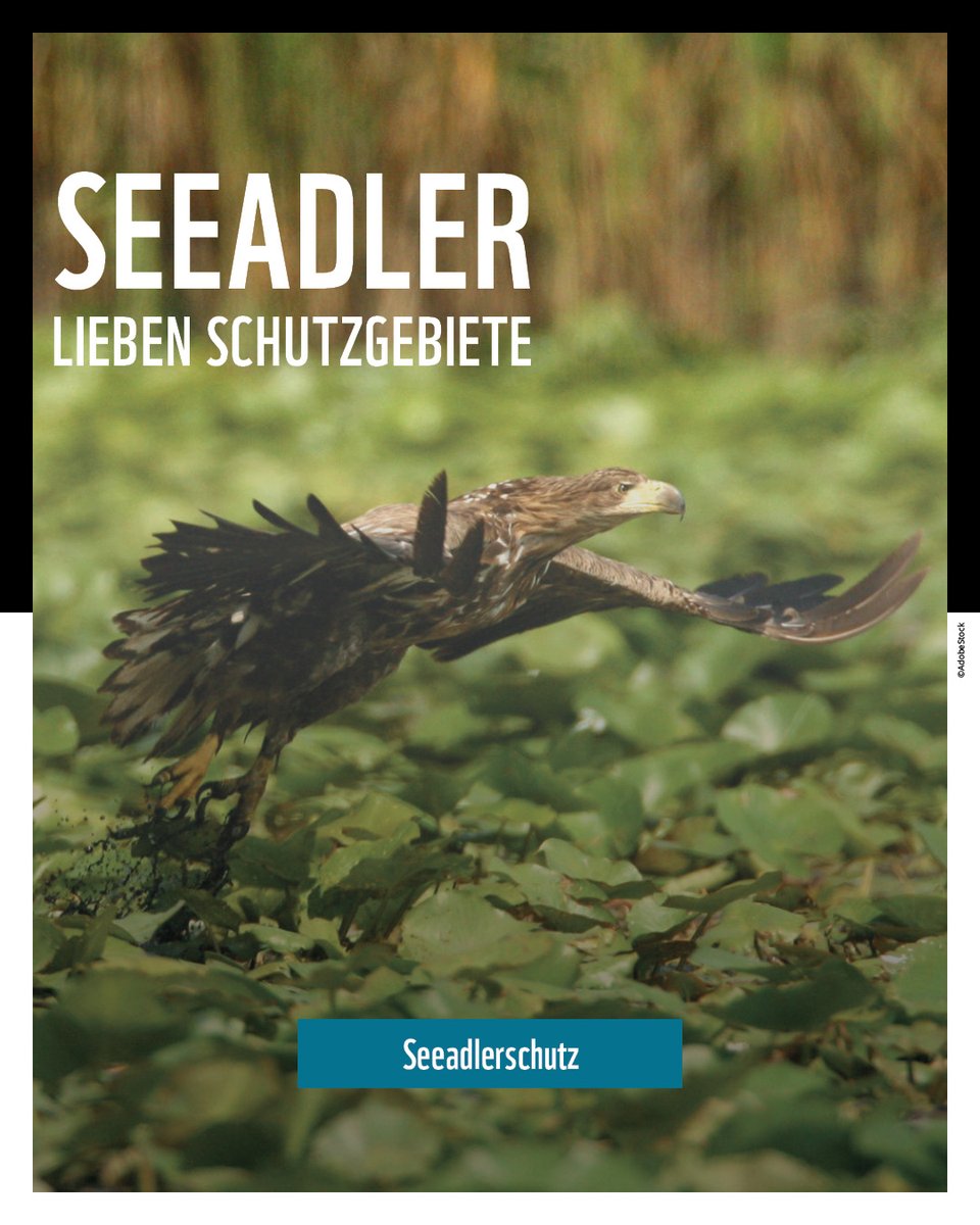 Seeadler lieben EU-Schutzgebiete. 💚 Österreichs Wappentier würde daher enorm vom EU-Renaturierungsgesetz profitieren - durch aufgewertete Schutzgebiete und neue, renaturierte Areale. @BirdLifeAustria & wir fordern: Die Bundesländer müssen ihre Blockade gegen das Gesetz aufgeben!