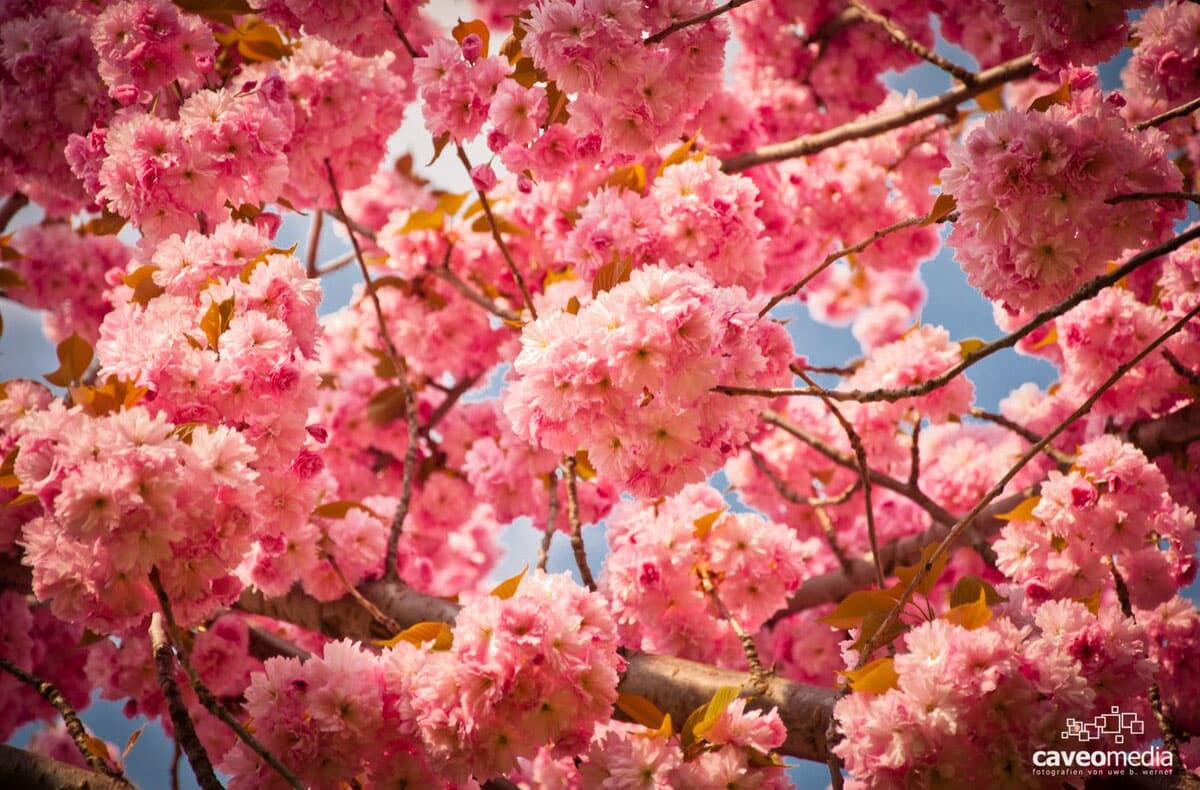 Manfred (@man79fred) on Twitter photo 