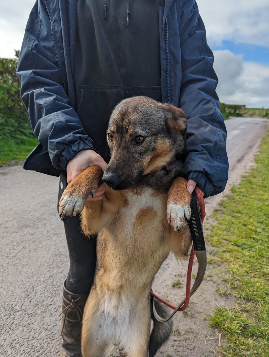 Hi, my name is Freddy. I’m just 1 year old and all my siblings have found homes but I’m still here 😢 I’d love a family of my own - would you like to come and meet me for cuddles in #Nantwich? 🥰 pawprints2freedom.co.uk/adopt #adoptme #adoptable #AdoptDontShop