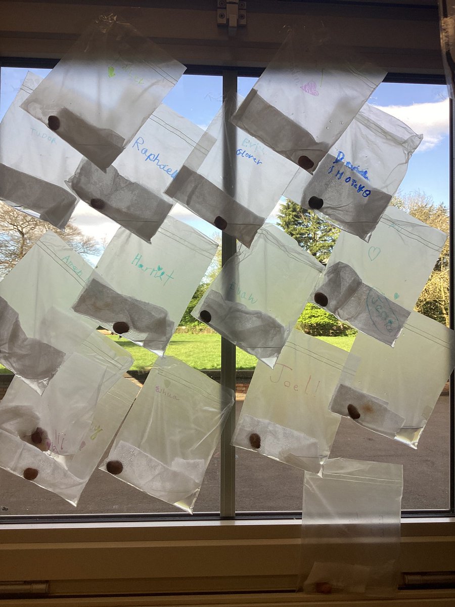 Year2Markeaton's tweet image. Bean Diary- Day 1
Today we planted Broad bean seeds. They are 0cm tall
#MPSScience 
🧠❤️💪