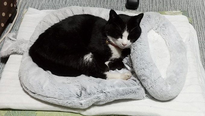 やっと安心して、落ち着いて寝てくれた たーちゃん。一週間、ずっと独りぼっちだったもんね😢😿💦。 