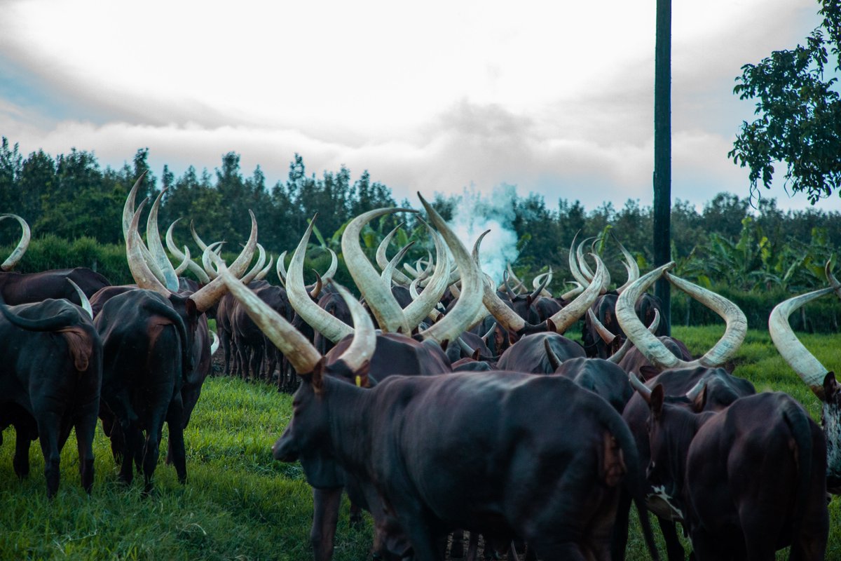 emburara's tweet image. Enjoy a relaxing getaway at our charming farm lodge starting at just 200 USD per couple or 150 USD for single occupancy with all-inclusive delicious full-board meals.
☎️ +256776210872 | +256776200080
🌐 emburarafarmlodge.com
#LifeOnTheFarm  #AuthenticExperience #AnkoleCow