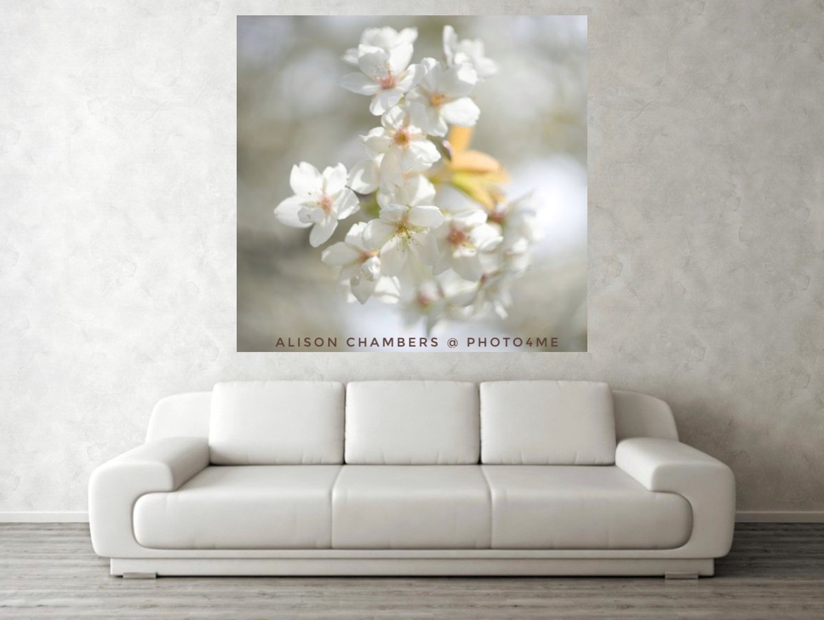 Cherry Blossom©️. Available from; 15% off at shop.photo4me.com/1324061 & alisonchambers2.redbubble.com & 2-alison-chambers.pixels.com #cherryblossom #cherryblossomseason #whiteblossom #BlossomWatch #blossompictures #weddingseason #flowerart