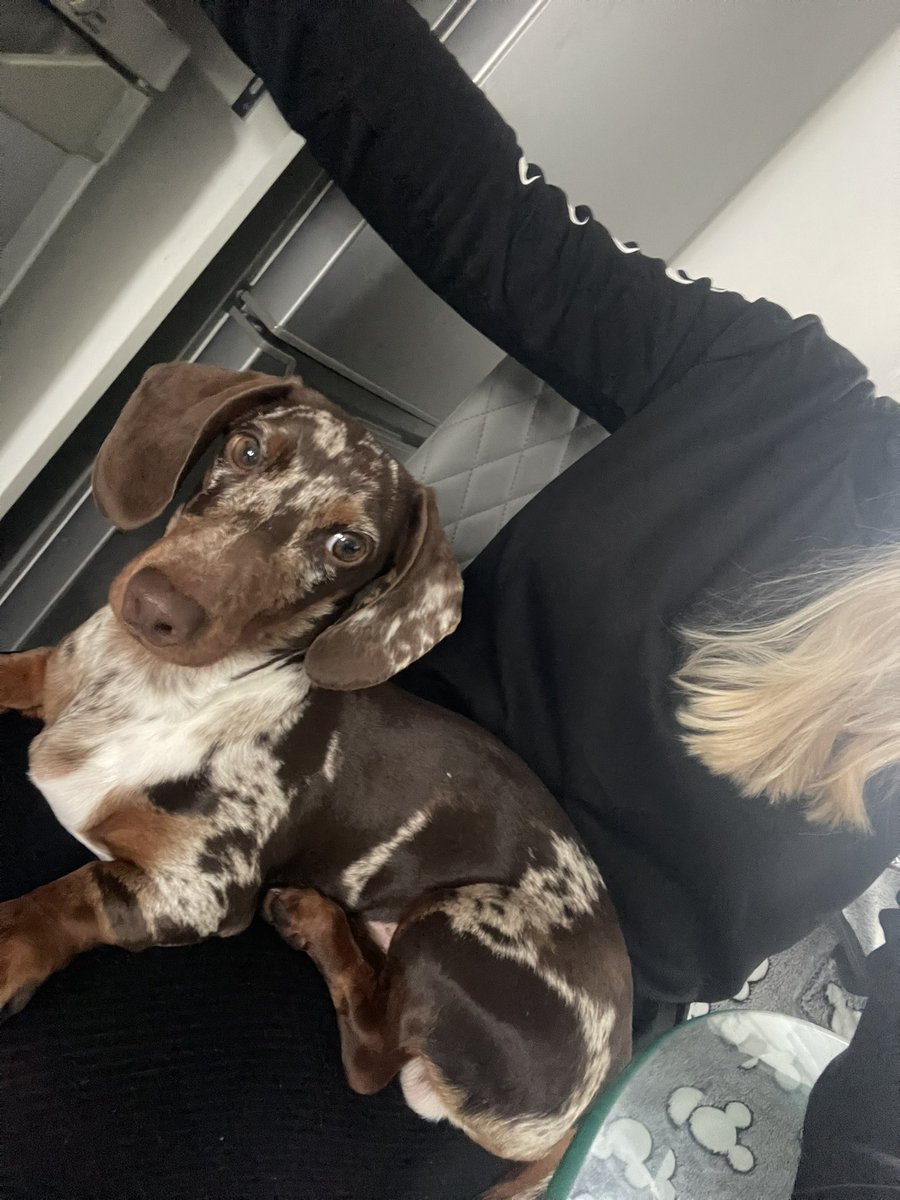 This is how essay writing goes in this house, baby dog stuck to me obvs 🤦🏼‍♀️

That face though 🤍