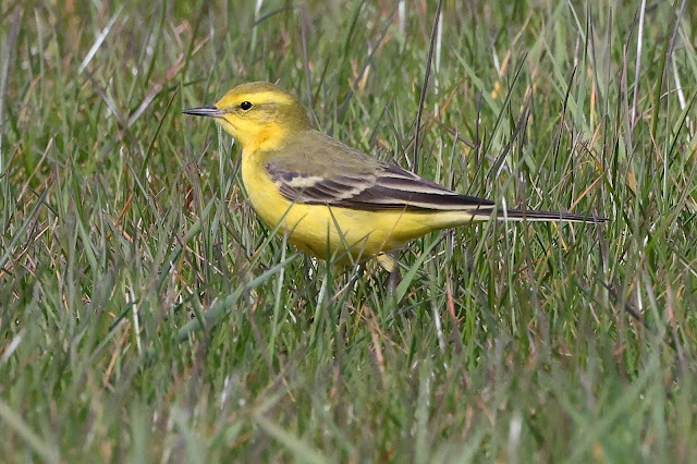 NEW BLOG: The Yellow Wagtails Have Arrived. To view click on seymourbirdies.blogspot.co.uk