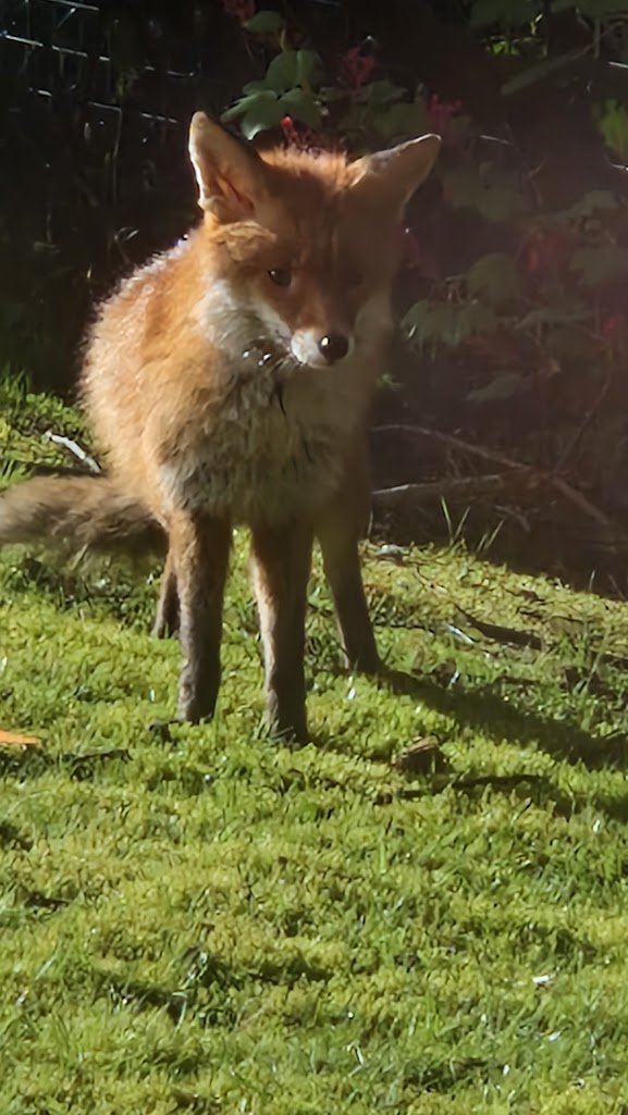 From the window rather than down the canal today. Wee skulk of foxes that hang about my bedroom window at night making one of their occasional morning daunders outside my office window.