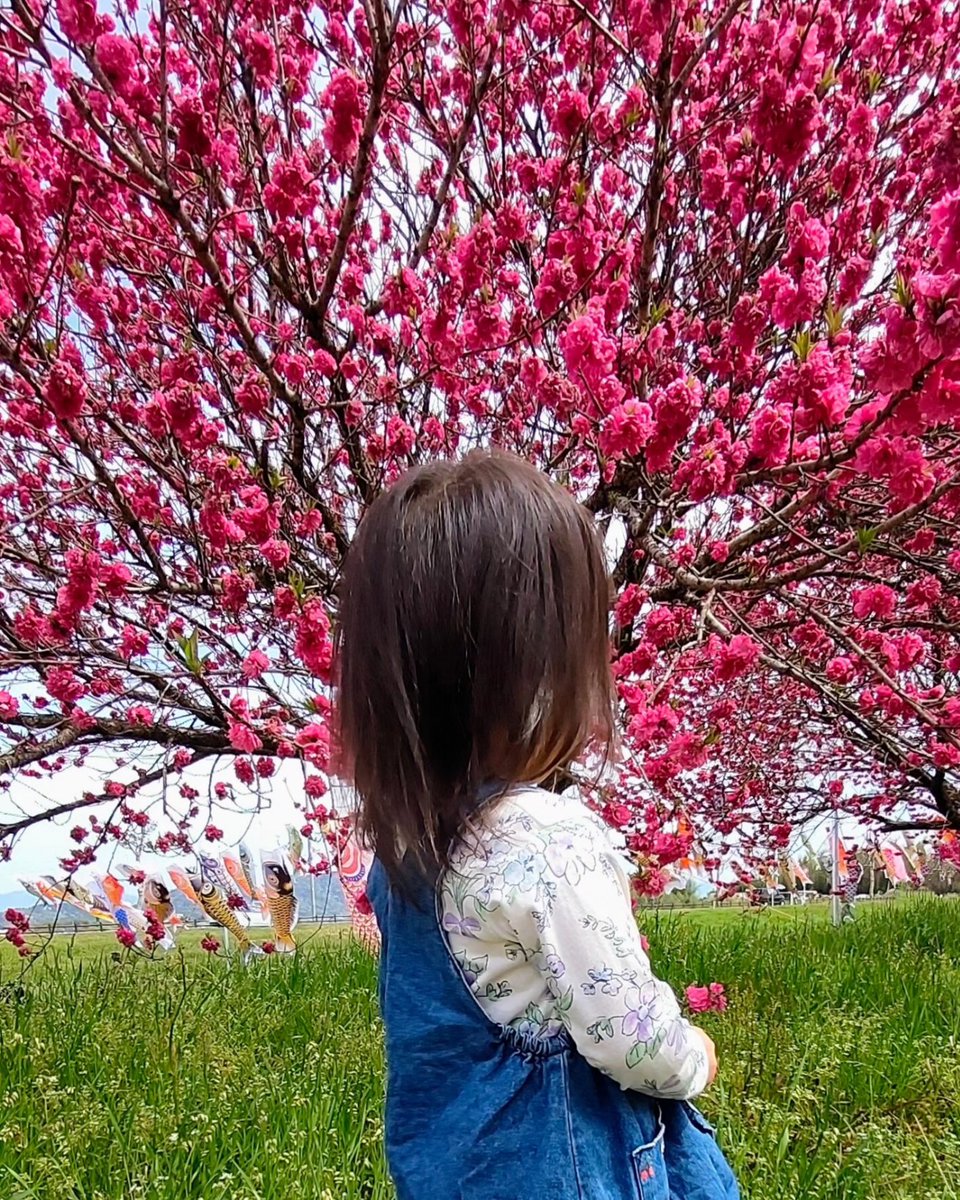 花桃
白から濃い桃色に
とてもきれいです
#竜王町
#花桃 #ハナモモ
#鯉のぼり #こいのぼり