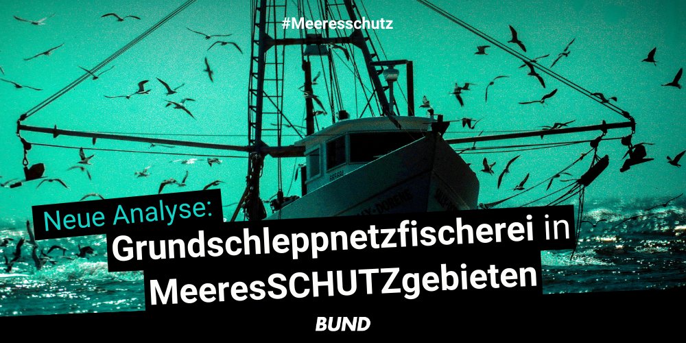 730.000 Stunden – so lange wurde allein in den letzten 9 Jahren mit Grundschleppnetzen in deutschen #MeeresSCHUTZgebieten gefischt. 🐟‼ ️Das zeigt unsere neue Analyse mit @mcsuk u. @SeasAtRisk. [1/5]