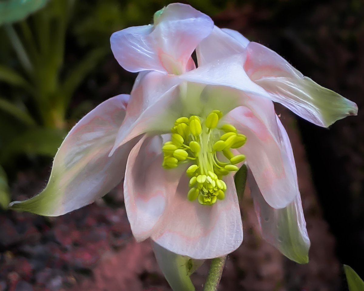 First columbine discovered in the garden 😃 #flower #blossom #spring #nature #photography