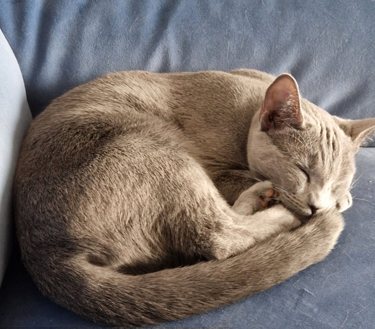 ruiseanachblues's tweet photo. It's a tough life being a Russian Blue
#russianbluecat #pedigreecat #russianbluekitty #cara
#gccf_cats #gccfcats #showcat #scotland #perth #ruiseanachrussianblues https://t.co/80ciGm6UDv