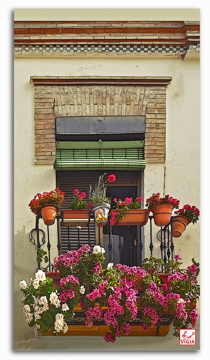 Carmela riega las flores que cuelgan de sus balcones: son geranios, gitanillas y claveles reventones. Hay una dama de noche que perfuma el callejón; son olores sevillanos que guardo en el corazón. Pascual González. #FelizMartes #Sevilla #Triana #Macarena #Andalucíahoy