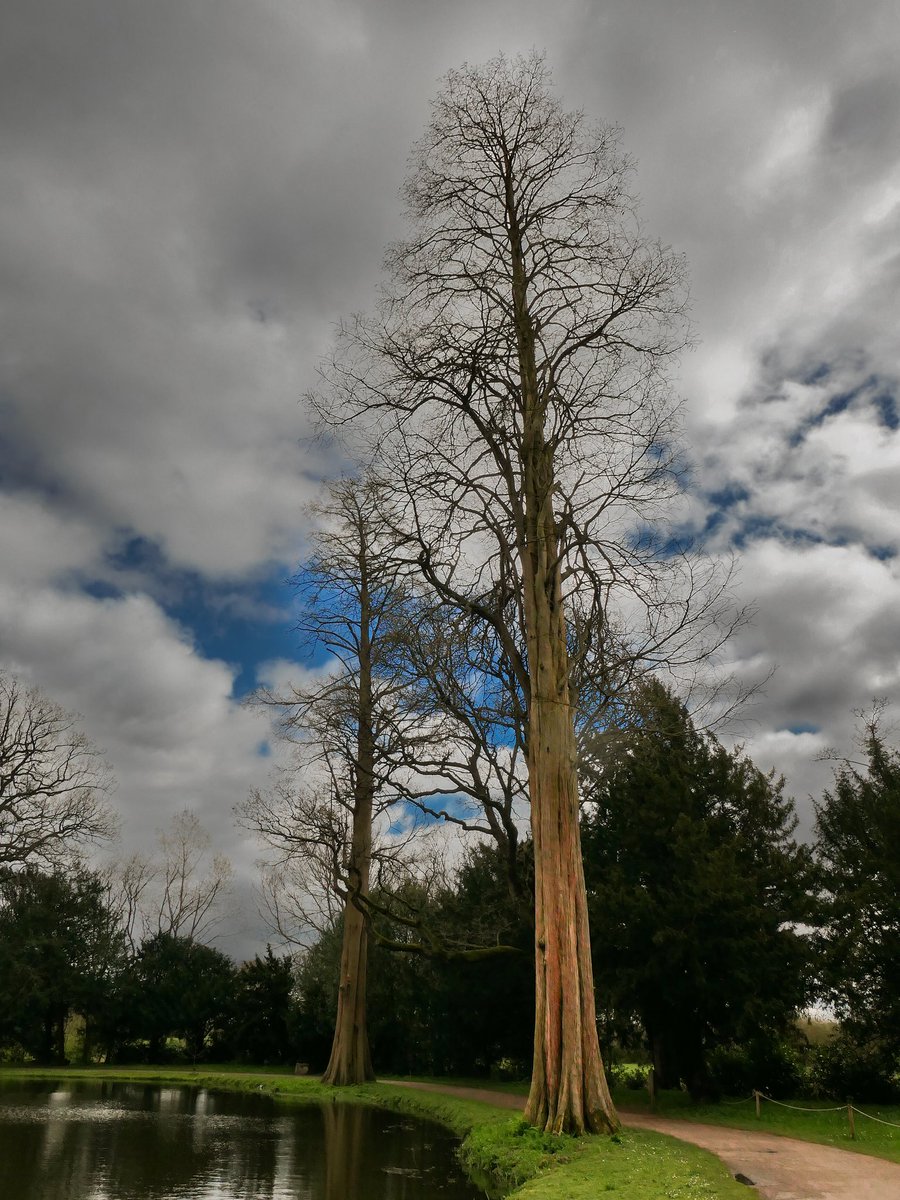 #ThickTrunkTuesday Painshill Park