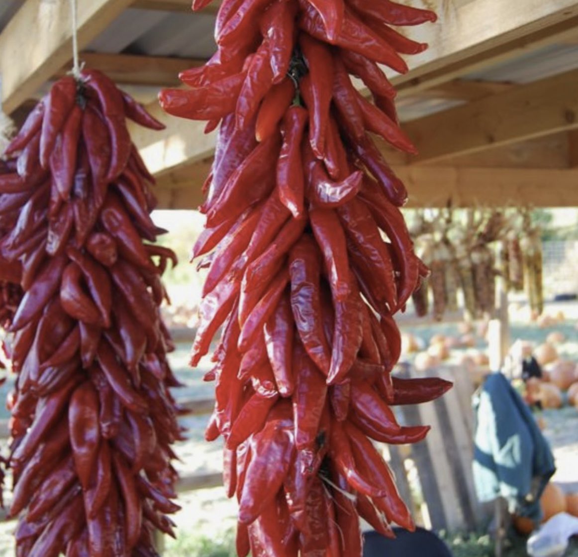 ItalianFestADL's tweet photo. It is true Italians love chillies! However, the famous little red chillies are not actually chillies!
They are an ancient amulet for evil eye protection and good luck in Italy. Often referred to as a cornicello, corno or an Italian horn.🌶️🇮🇹 https://t.co/FWHHJ6jEXp