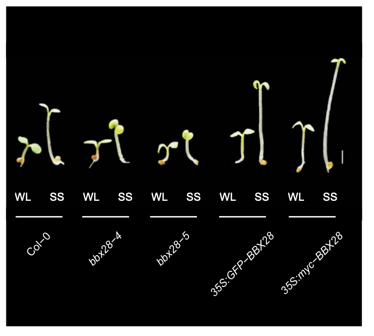 NoelPonte's tweet photo. B-Box transcription factor BBX28 requires CONSTITUTIVE PHOTOMORPHOGENESIS1 to induce shade-avoidance response in Arabidopsis thaliana @PlantPhys @MaiteSaura https://t.co/zUgbvRcLtQ https://t.co/XRVvEbDwKg