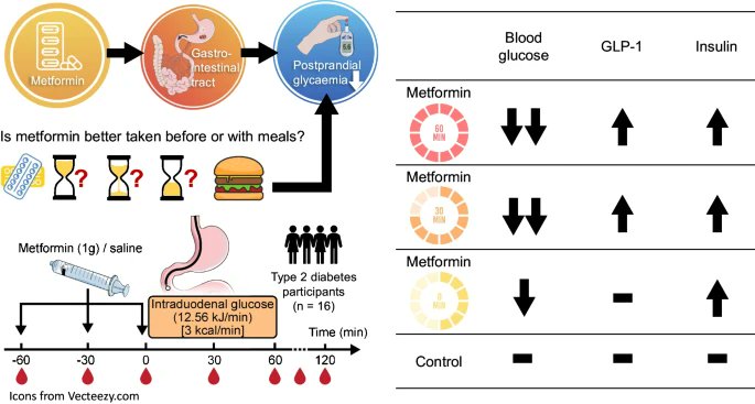 Study suggests  administration of metformin before meals may optimise its effect in improving postprandial glycaemic control

link.springer.com/article/10.100…