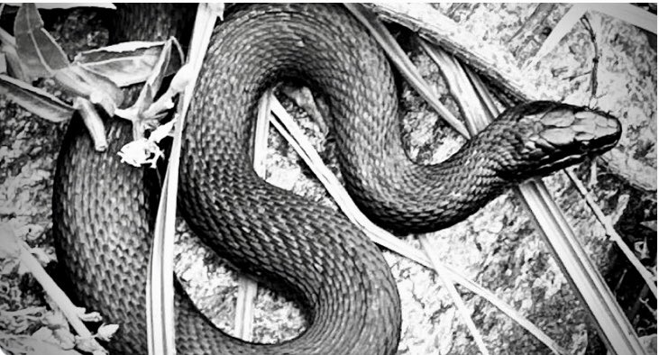 Hello @TopTweetTuesday and host today @aperrincycling , thank you for reading and reviewing our poems for this inventive ekphrastic challenge. I have chosen the snake for my poem. Have a great day, everyone!