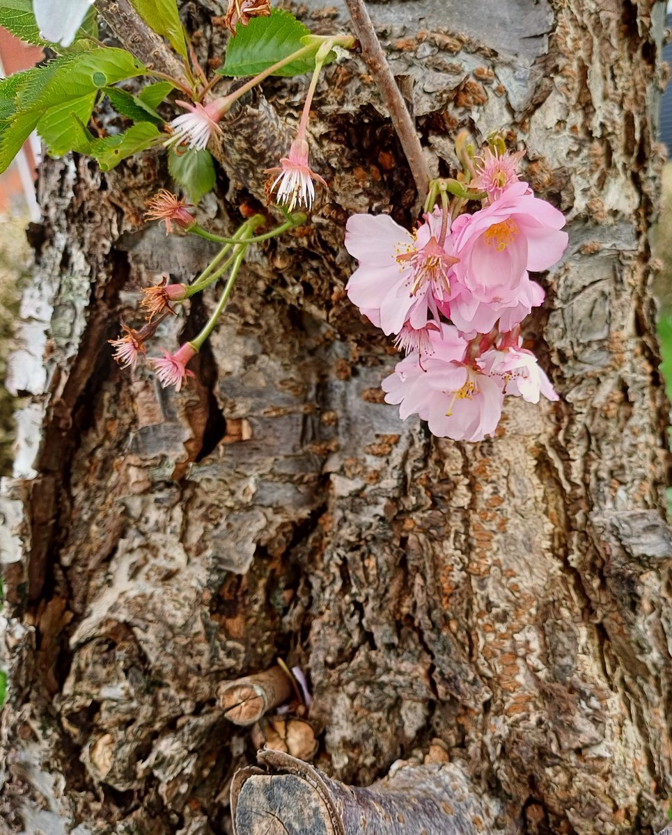 Something slightly different for #ThickTrunkTuesday - a tree with #blossom flowering half-way down the trunk! 🤎🌱🌸🌱🤎 @ThePhotoHour #trees #treephotography #TreesofTwitter🌳#TwitterNatureCommunity 🌳