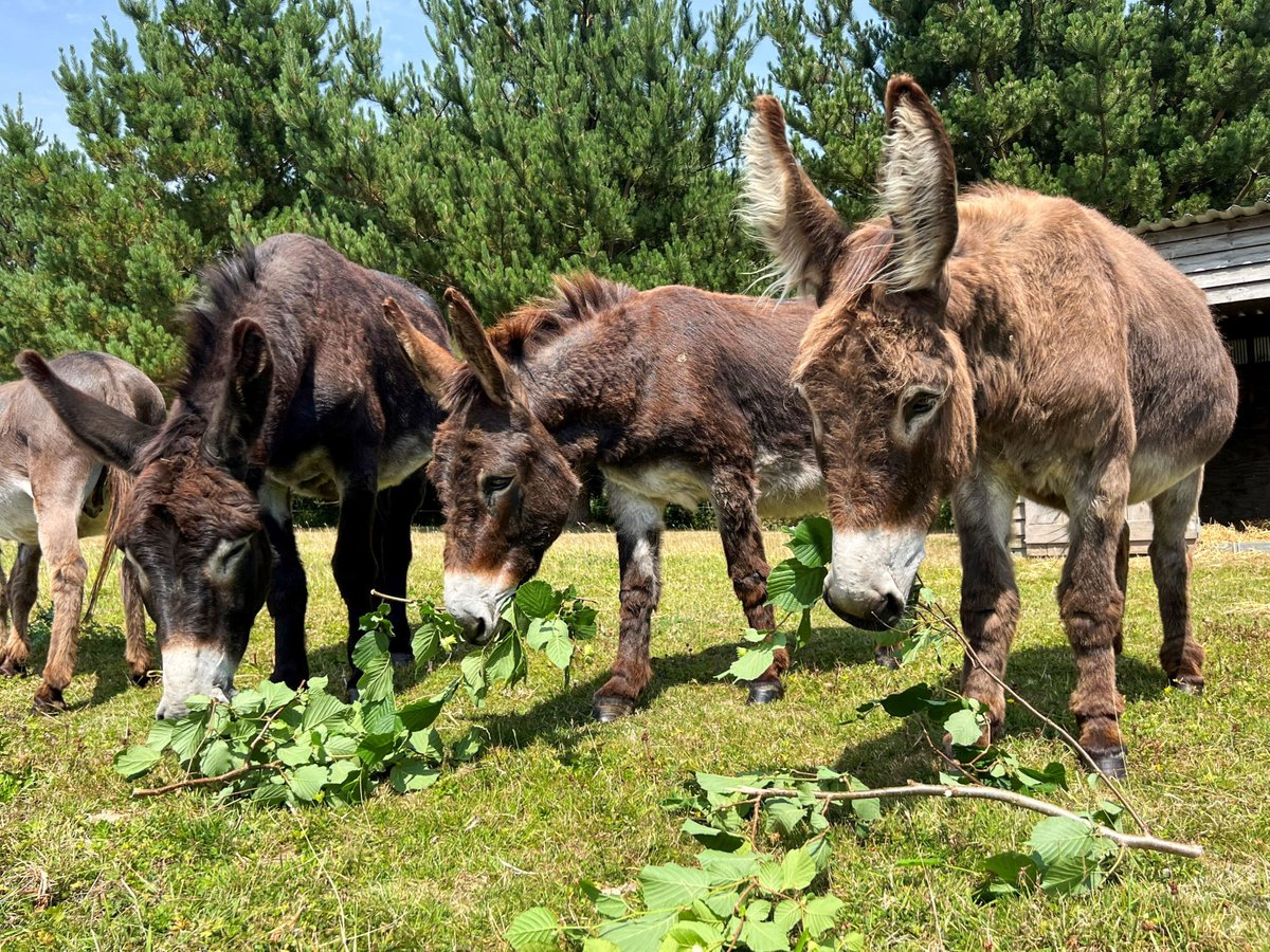 Did you know that introducing new experiences through enrichment activities like foraging can help to increase a donkey's mental and physical wellbeing? 😀 Find out more about the benefits of enrichment ➡️ bray.news/3PYPqZM