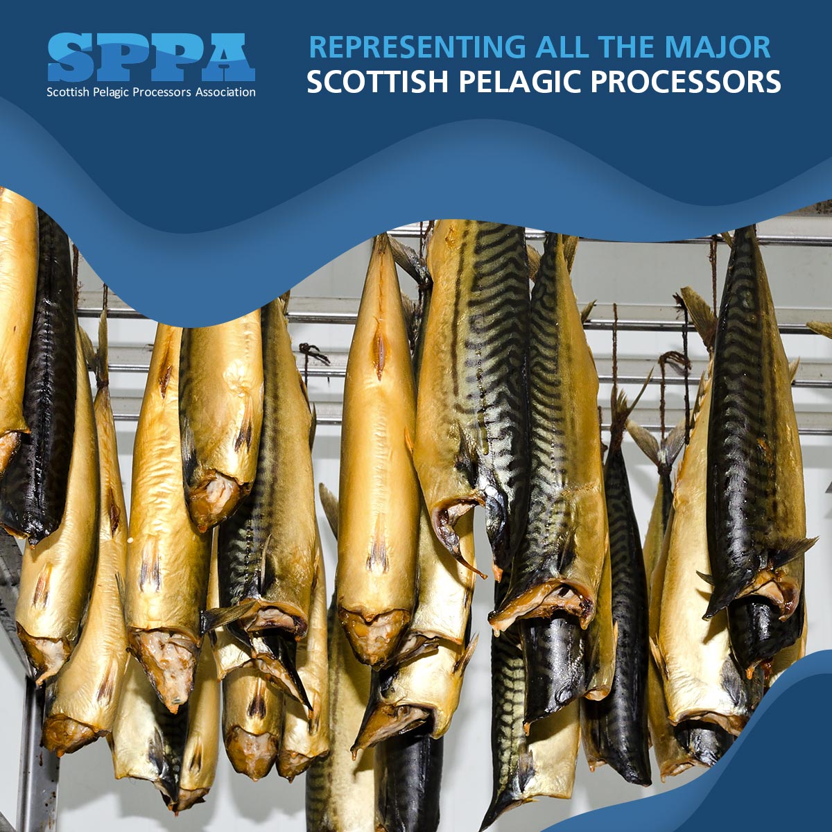 Available as fresh, canned or smoked fish, Scottish caught mackerel is packed full of heart-healthy omega-3, minerals and vitamins.

scotspelagicprocessors.com

#omega3 #mackerel