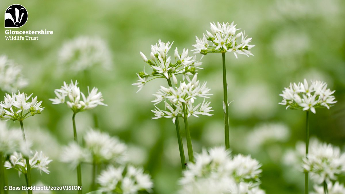 In April and May, our ancient woodlands are awash with the white, starry flowers and smell of wild garlic. This early flowering allows plants to make the most of the sunlight that is still able to make it to the forest floor habitat, before the canopy becomes too dense.