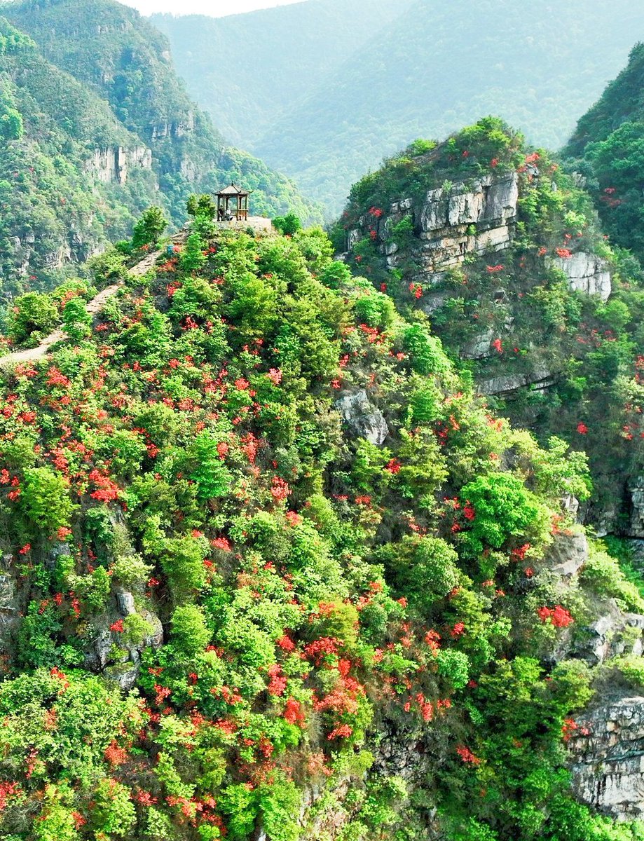 Eves_escape's tweet photo. In Jiangxi, atop the Qinglong Mountain 青龙山 in Caolin Town, the breathtaking display of azalea blossoms is nothing short of awe-inspiring! 🌺🏞️
#NatureSplendor #AzaleaWonderland