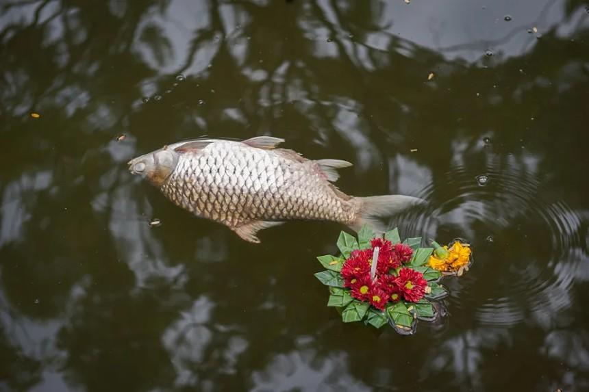 Buddhistdoor's tweet photo. BDG news: Thai New Year Holiday Prompts Renewed Appeal to Stop Buddhist Life-Release Practice

Read here: https://t.co/kyZW7Oyhj6

#buddhism #theravada #thailand #bangkok #songkran #makingmerit #buddhistpractice #wildlife #ecosystems https://t.co/qT9GDO93Zw