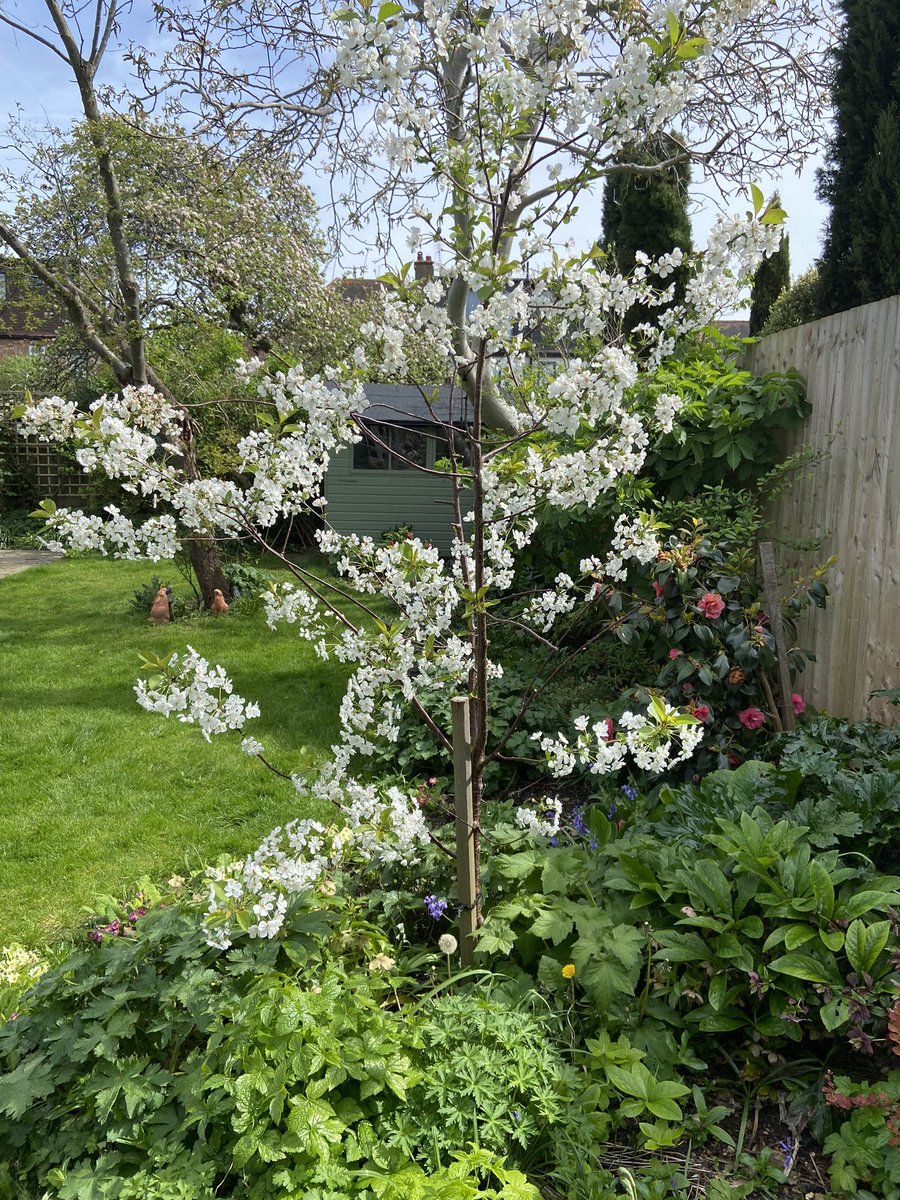 @DucuGavril Good morning Gavril! 🌞 and 💨 here in SW London. Here’s a picture of my cherry tree to cheer you up