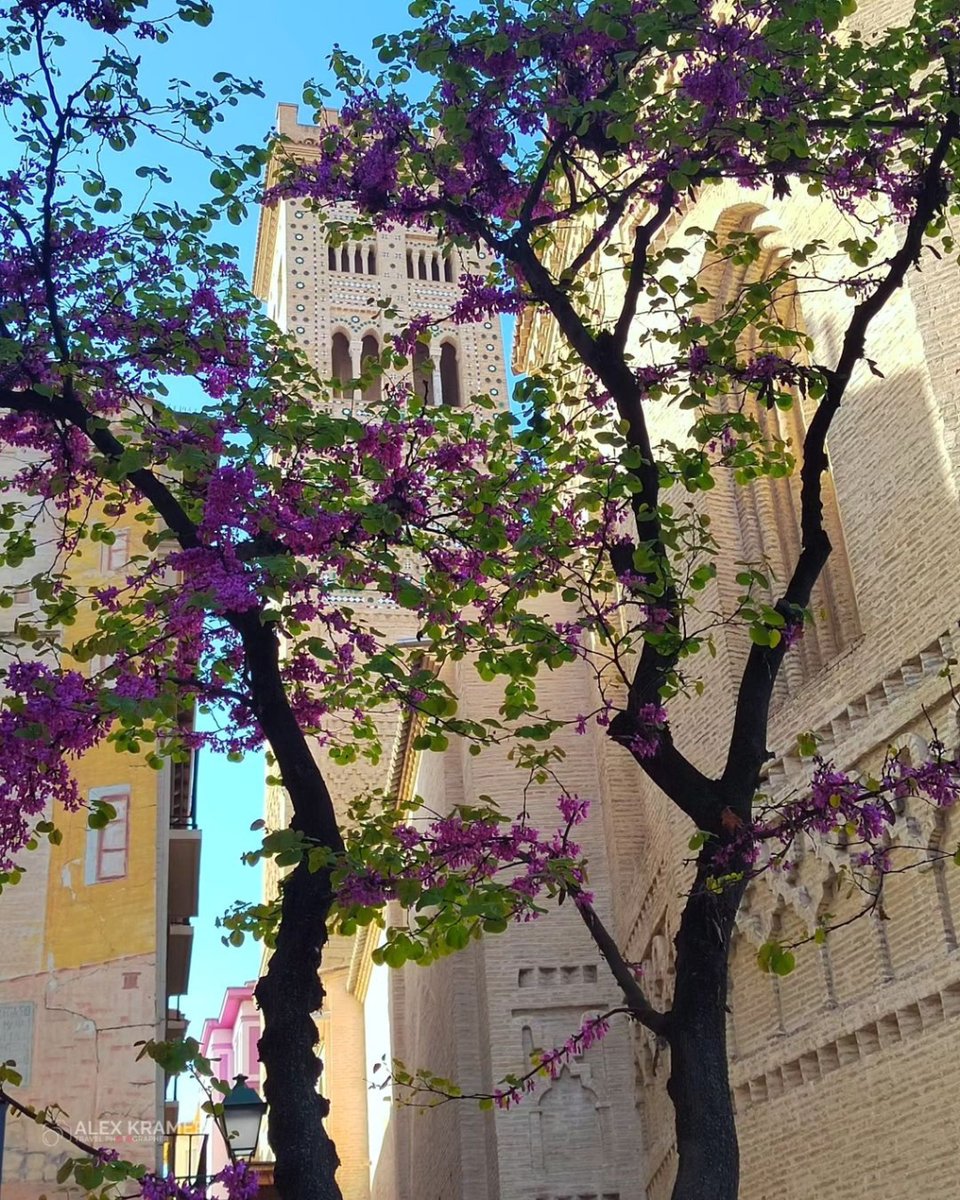 The Church of the Madeleine is beautiful at any time of the year, but in spring it takes the cake! 🪻

🤓 If you want to know more about it, sign up for the guided tours organised by the Alma Mater Museum. More info 👉 rb.gy/7axnyr

📸 IG alex_kramer33

#VisitZaragoza